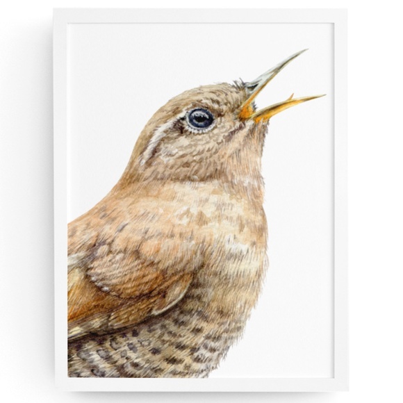 Other - Watercolor Wall Art Wren Bird Illustration Print Poster Unframed